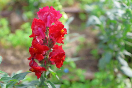Red snapdragon flower in the garden. (Antirrhinum majus)の写真素材