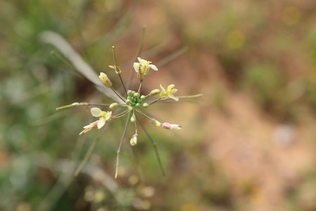 Flower of dill (Foeniculum vulgare)の写真素材