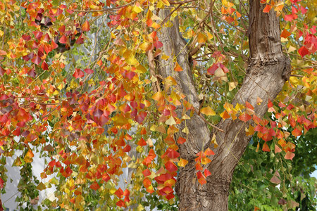 Colorful autumn leaves on tree in the park. Autumn background.