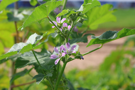 Malva sylvestris, Malva sylvestris