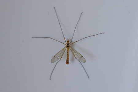 long-legged mosquito [tipula oleracea].