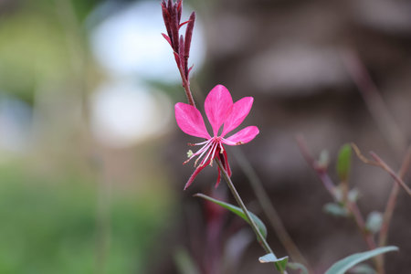 pink fireweed blooming in the garden,Thailand.の写真素材