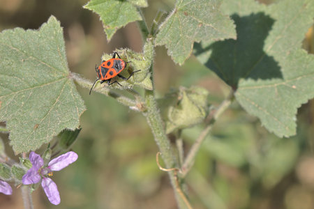 beetle on a plant in the wild, note shallow depth of field