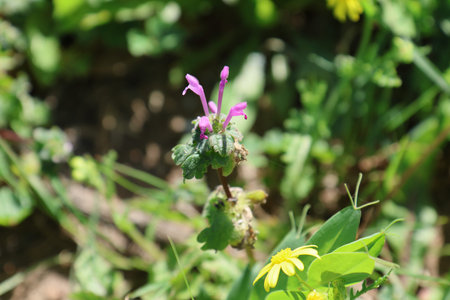 Lamium purpureum,Gran Canaria,Spain