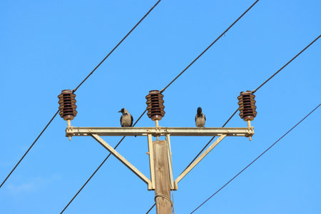 two crows sitting on a power line with blue sky in the background