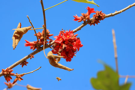 Red flower of Bombax ceiba tree on the blue sky background