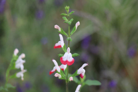 White and red salvia flowers blooming in the summer garden.の写真素材
