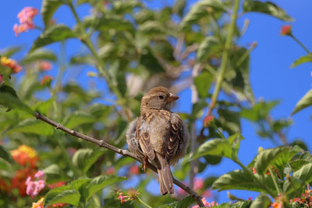 Sparrow on a branch of a bush with flowers in springの写真素材