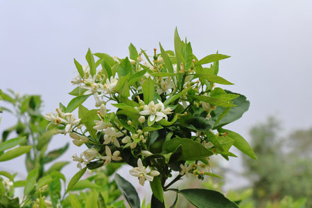 Kaffir lime tree blossom with white flowers in the garden