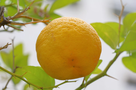 Ripe lemon on a tree in the garden. Close up.