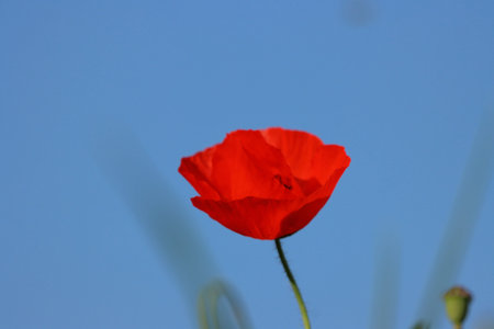 poppy flower on blue sky background, macro photo, nature seriesの写真素材