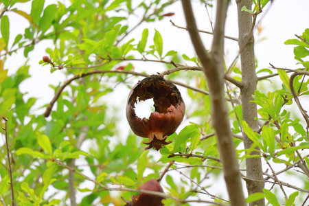 Pomegranate fruit on tree in the garden, Thailand.
