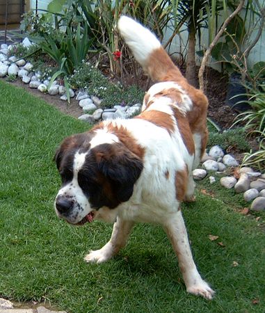 hairy saint bernard playing  in the gardenの写真素材