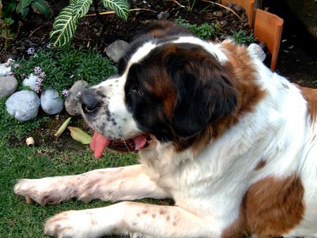 saint bernard thirstyの写真素材