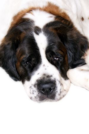 saint bernard headの写真素材