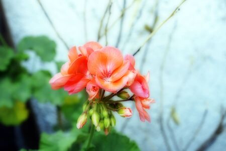 pink blossom with ortonの写真素材