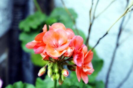 Blossom macro with ortonの写真素材