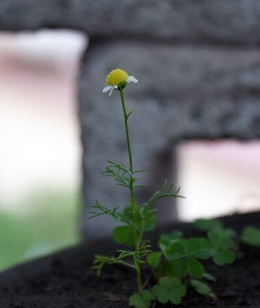 Daisy Growingの写真素材