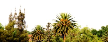 landscape palm tree ortonの写真素材