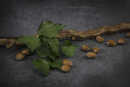 hazelnut leaf texture painting natureの写真素材