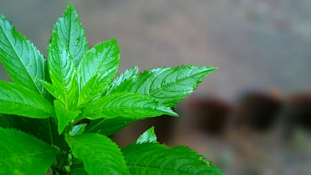 green leaf blur background