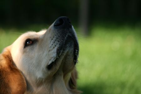 *Astor the dog*