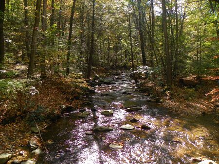 babbling brook in autumの写真素材