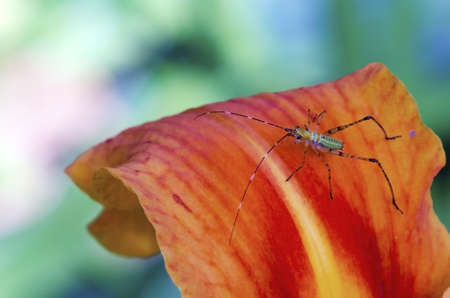 A macro view of a young katydid on an orange flower の写真素材