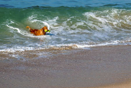 A Golden Retriever fetches its toy from the water while on a walk at the beach の写真素材