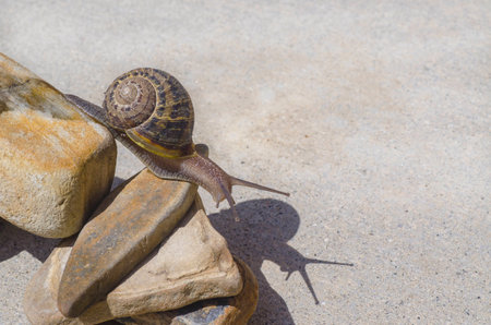 A snail works its way down a pile of stonesの写真素材