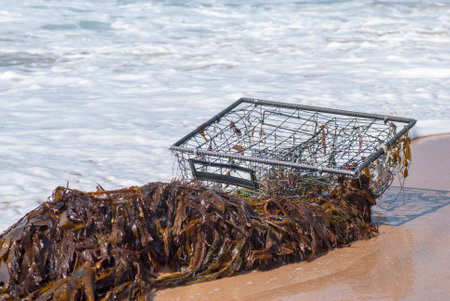 A fish trap entangled in kelp washes ashore on the beachの写真素材