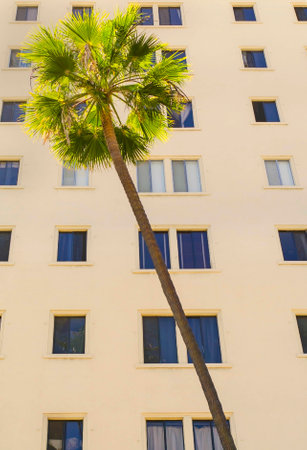 A palm tree in front of a high rise apartment buildingの写真素材