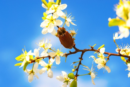 big beetle on branch blooming fruit tree. Close upの写真素材