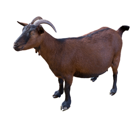 goat. domesticated, brown color. top view. Isolated over white backgroundの写真素材