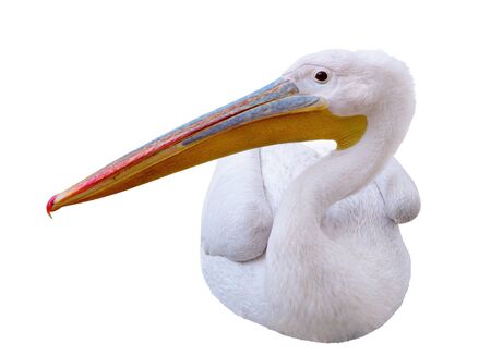 Pelican sitting sideways looks in the picture. Isolated over white backgroundの写真素材