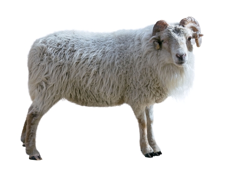 Sheep with thick hair and twisted horns looks in the picture. Isolated over white backgroundの写真素材