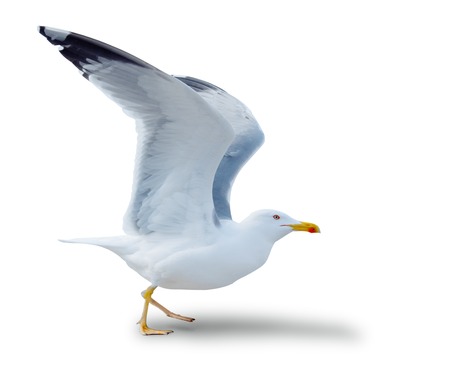sea gull standing on his feet. seagull . Isolated over white.  the seagull flies for take-offの写真素材