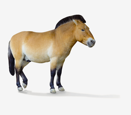 Przewalski's horse. Isolated over white background. the little horse scribblesの写真素材