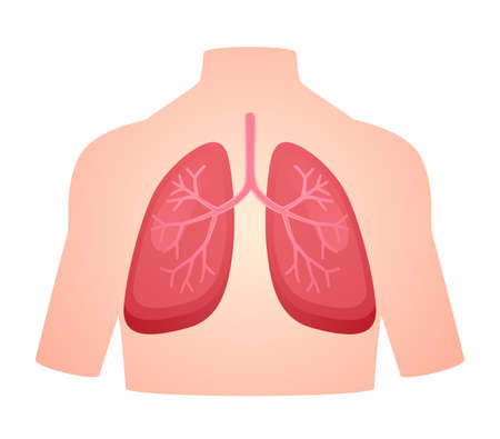 human anatomy organ lung pulmonary breath respiratory system white isolated background flat style vector designのイラスト素材