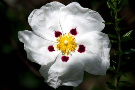 Close up image of a Cistus x Aguilariiの写真素材