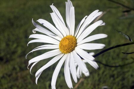 Close up image of a Boltonia Asteroidesの写真素材
