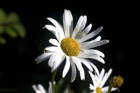 Close up image of a Boltonia Asteroidesの写真素材
