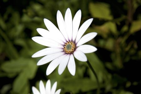 Close up image of an  Osteospermum Weetwood flowerの写真素材