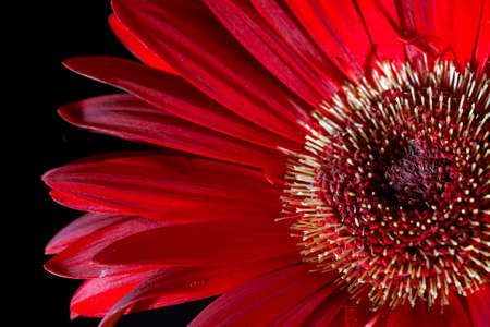 Close up of a red Gerbera daisy photographed on a black backgroundの写真素材