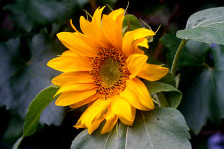 Image of a Sunflower in a garden sceneの写真素材