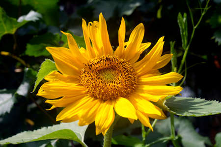 Image of a Sunflower in a garden sceneの写真素材