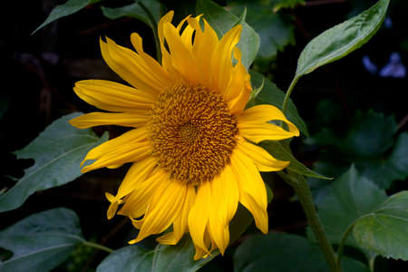Image of a Sunflower in a garden sceneの写真素材