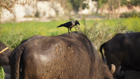 Crow sitting on buffalo eating grass in the field of India.の写真素材