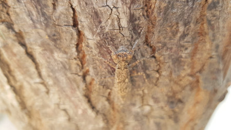 Close-up of a bug on a tree in the forest.の写真素材