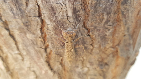 A close up of a grasshopper on a tree trunk.の写真素材